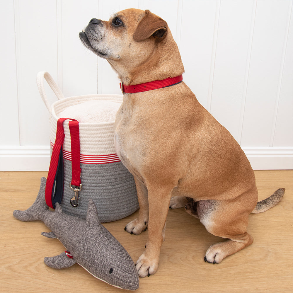 Louie Living Sammie the Shark