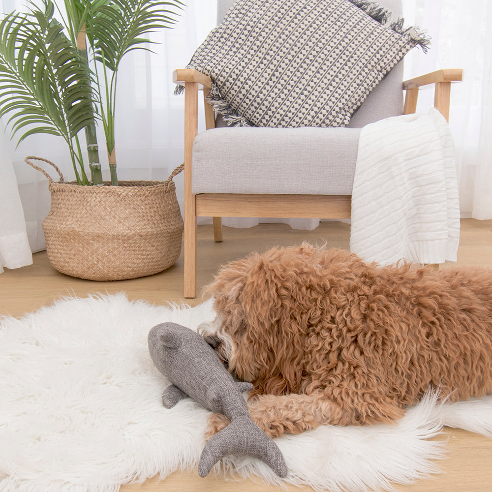 Louie Living Sammie the Shark