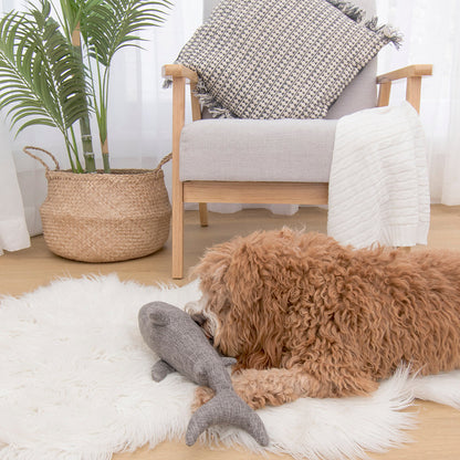 Louie Living Sammie the Shark